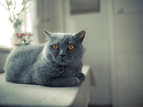 Hypokalemia Cat grey