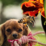 Insect Bites and Allergic Reactions in Your Pet