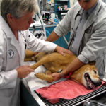 Joint Replacement at Animal Speciality Group