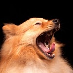 Kennel Cough