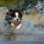 Leptospirosis Review