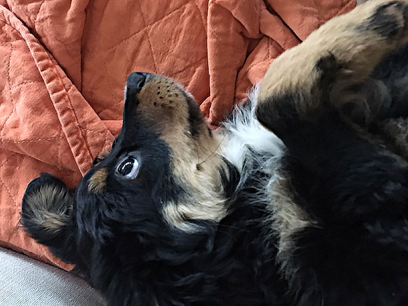 Liesl-Parvovirus