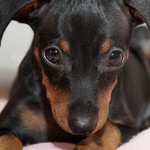 Miniature Pinscher
