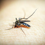 Heartworm: Mosquito