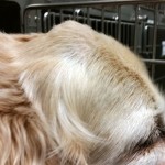 Multilobular Osteochondrosarcoma (MLO)