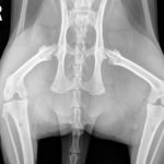 Pelvis radiographs