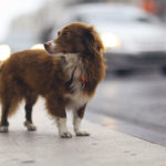Pet Hit By Car-KEY
