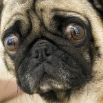 Pug: You put air WHERE?