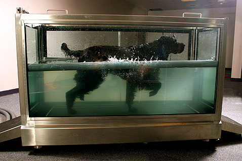 Dog on Water Treadmill Physical Rehabilitation