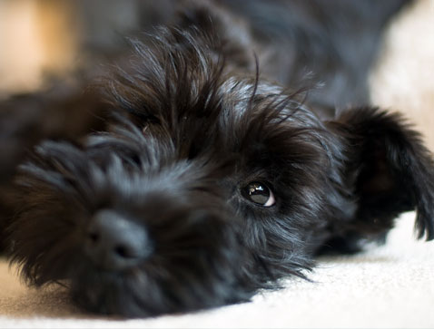Sluggish Schnauzer
