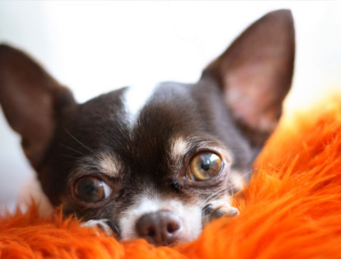 Stomach Churning Chihuahua