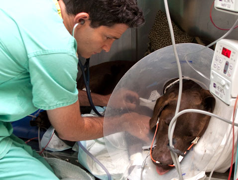 Dog being tested by doctor