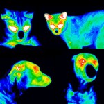 Thermography at ASGvets