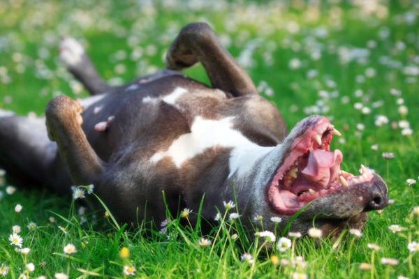 Tick-led-Terrier