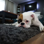 Pet Ed: Vomiting and Diarrhea