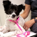 Canine Cancer Patient