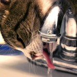 Cat Water Faucet