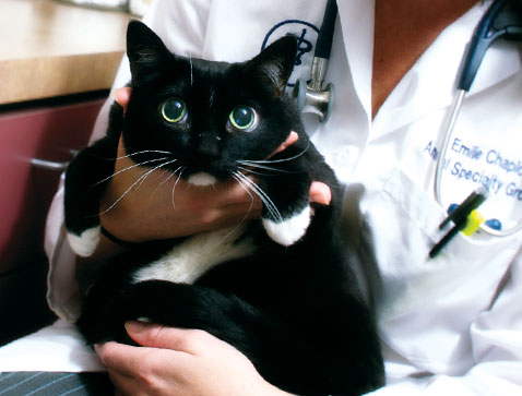cat being held by Dr. Chaplow