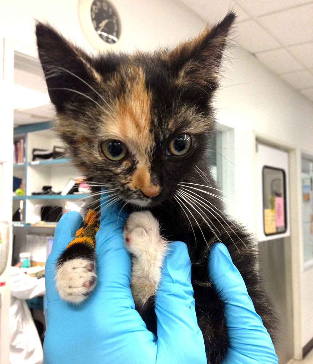 Severe Flea Anemia in a Cat