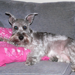 Dog: Diabetes Mellitus