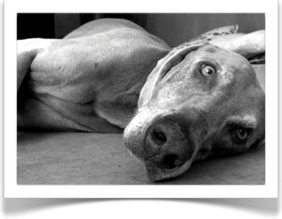 dog lying on the floor