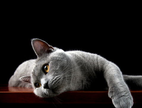 feeble feline