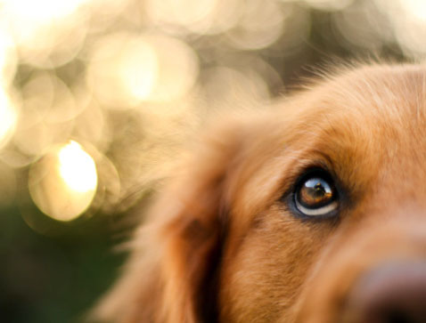 gimpy goldie retriever