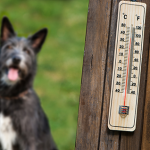 Heat Stroke in Dogs