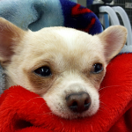 Hypothermia Chihuahua