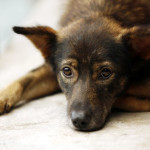 Is my pet in pain?