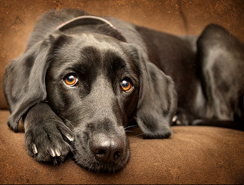 Copper Hepatopathy in a Labrador Retriever