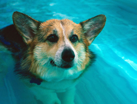corgi swimming in water
