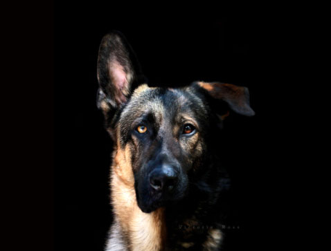 loopoy the shepard dog