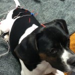 Acupuncture - Mabel