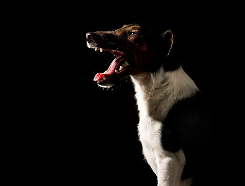 Molly the Fox Terrier