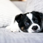 Parvovirus Puppy