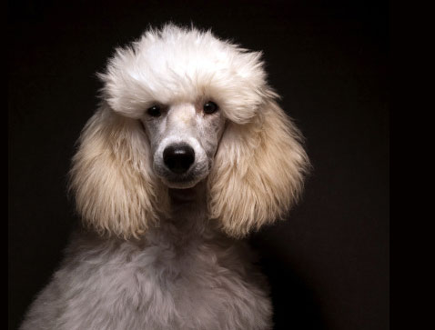 Penny Pinching Poodle