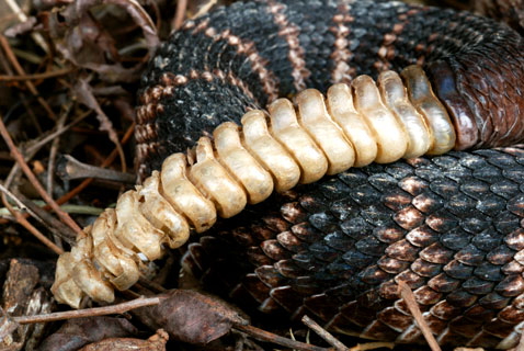 rattlesnake tail