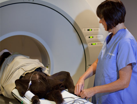 Dr. Sullivan and dog during MRI Scan