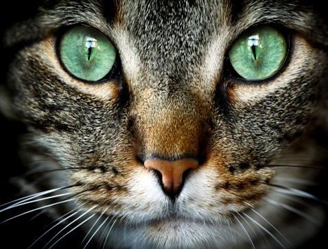 Tabby Cat