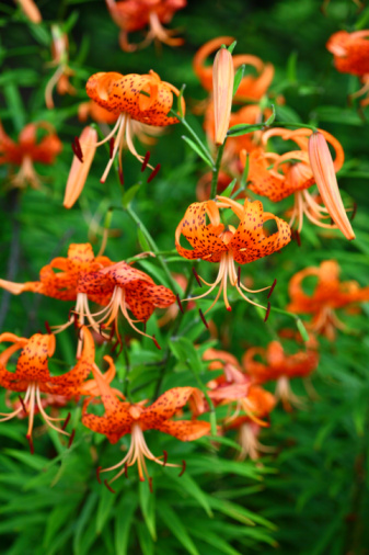 Tiger Lily